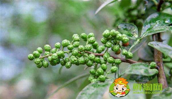 青花椒什么季節(jié)成熟,花椒籽什么時(shí)候采最適宜