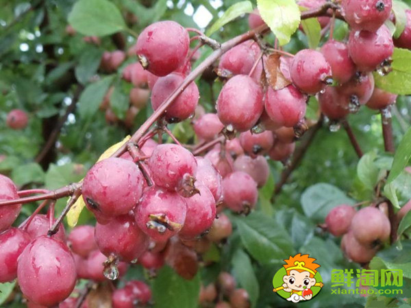 紅寶石海棠果實可以吃嗎，紅色果實的北美海棠品種