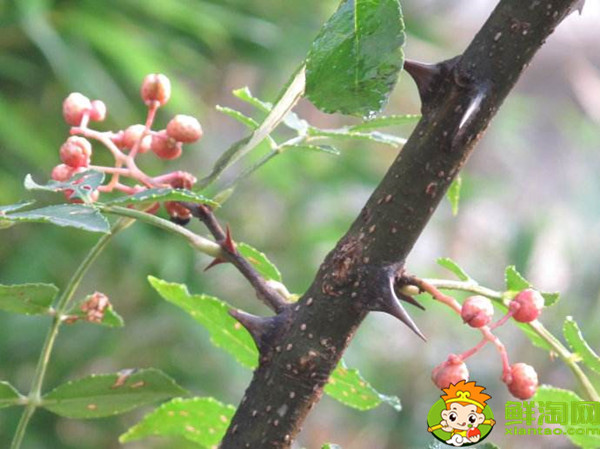 花椒樹的刺扎手了有什么危險，花椒刺有什么毒性