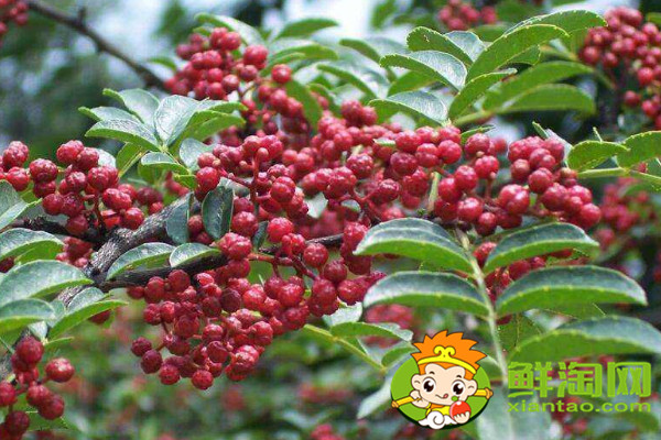 怎么識別大紅袍花椒苗,真假大紅袍花椒樹苗