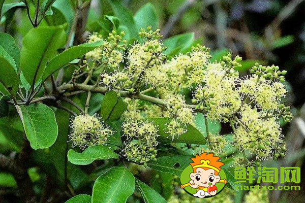 怎么識別大紅袍花椒苗，真假大紅袍花椒樹苗