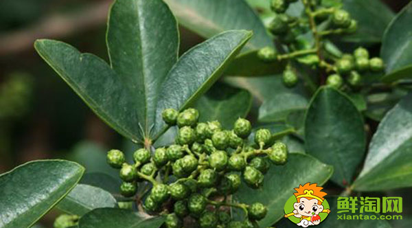 花椒青的和紅的有什么區(qū)別，未成熟藤椒和花椒的主要區(qū)別