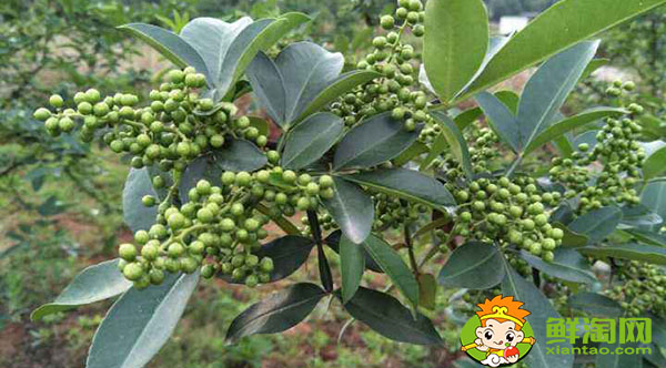 花椒青的和紅的有什么區(qū)別，未成熟藤椒和花椒的主要區(qū)別