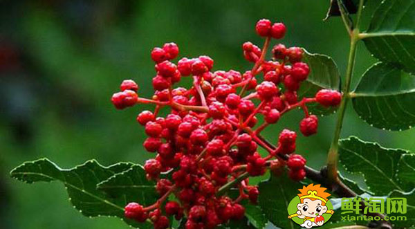 花椒青的和紅的有什么區(qū)別，未成熟藤椒和花椒的主要區(qū)別