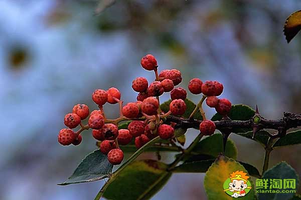 花椒什么時間可以摘成熟了,樹上摘下來的花椒怎么處理