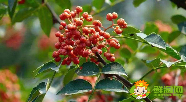 新鮮花椒怎么保鮮運輸，生花椒的運輸儲存方式