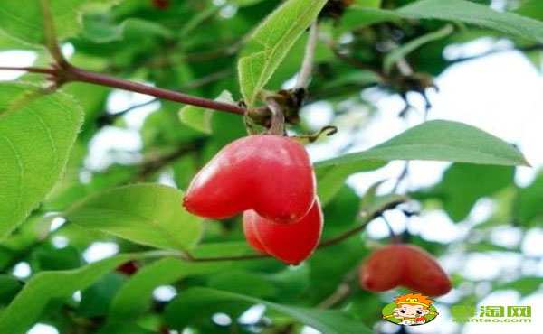 杈杷果陜西可以種嗎，杈杷果可以大規模種植嗎