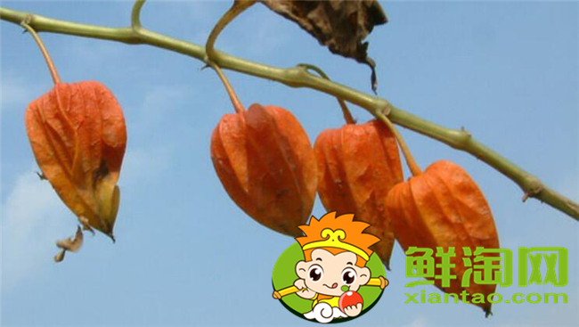 紅姑娘和洋姑娘一樣嗎，紅姑娘泡水一次幾個