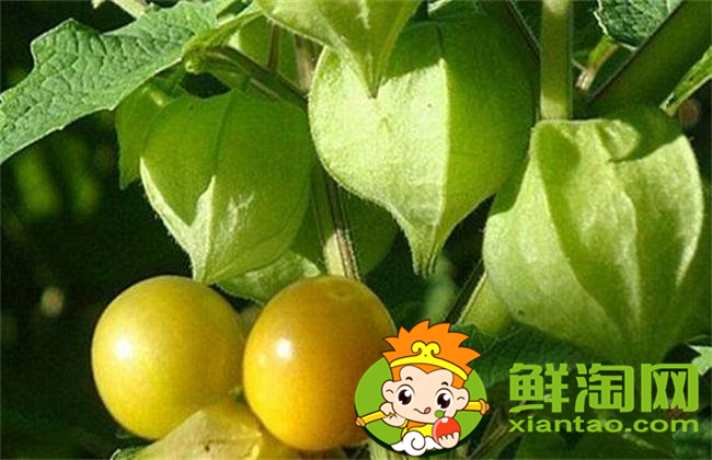 姑娘果是什么味道，姑娘果口感怎么樣