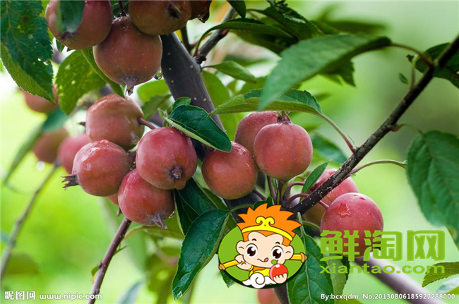 沙果是海棠果嗎，海棠果和沙果的區別