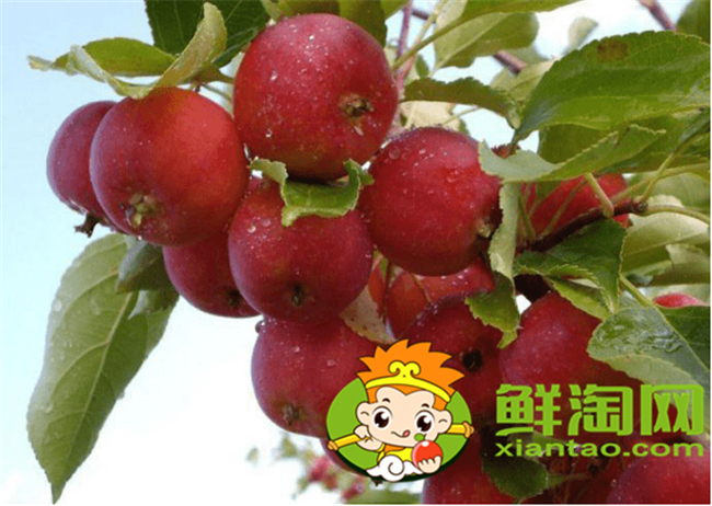 沙果是海棠果嗎，海棠果和沙果的區別