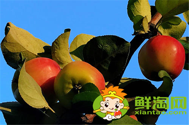沙果k9是什么品種，沙果123和k9哪個好