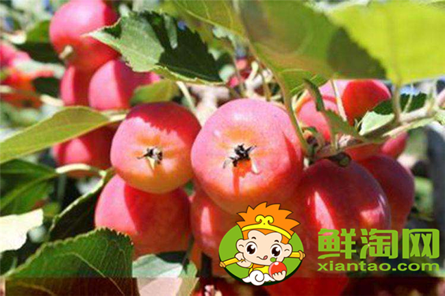 沙果k9是什么品種，沙果123和k9哪個好