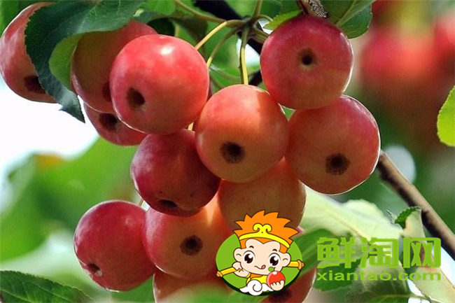 沙果k9是什么品種，沙果123和k9哪個好