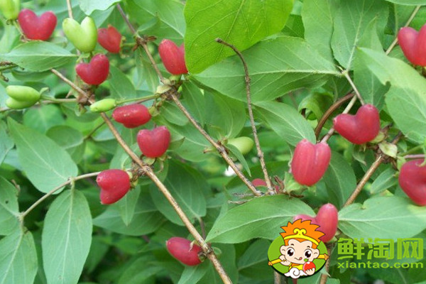 杈把果產地在哪里，中國杈杷果種植基地