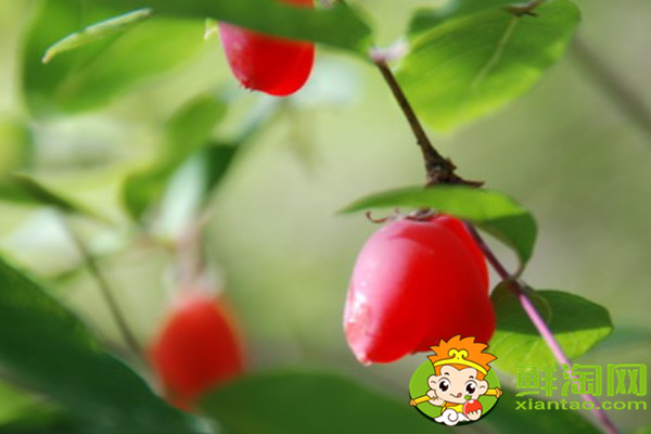 杈把果產地在哪里，中國杈杷果種植基地
