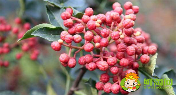韓城花椒和漢源花椒的區(qū)別,漢源花椒好還是韓城大紅袍好