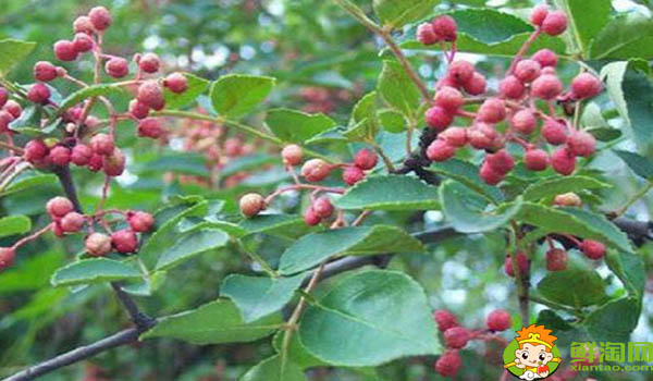  什么時(shí)間摘花椒最好，剛摘下來(lái)的花椒怎么處理