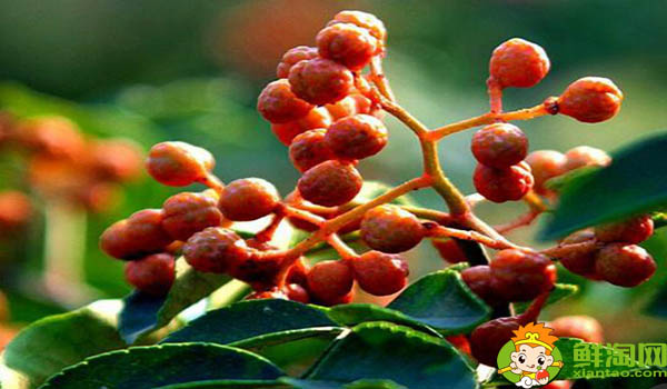  什么時(shí)間摘花椒最好，剛摘下來(lái)的花椒怎么處理