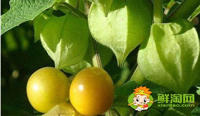 燈籠果為什么叫姑娘果，燈籠果成熟后是什么顏色