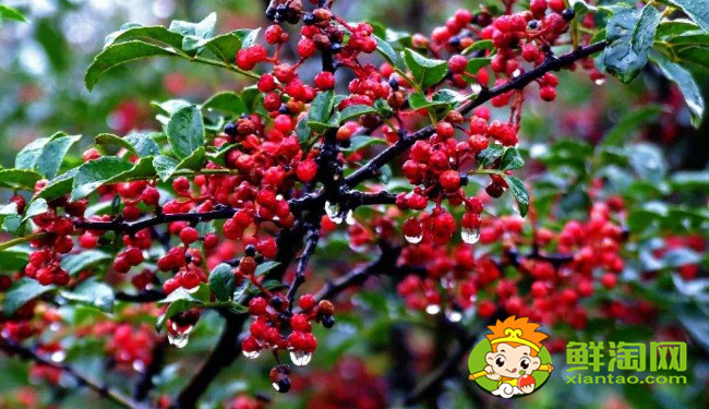 漢源花椒什么時候成熟，漢源大紅袍是麻椒還是花椒