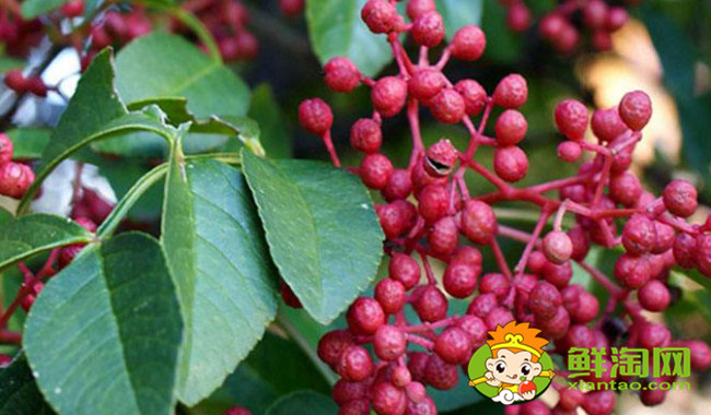 漢源花椒什么時候成熟，漢源大紅袍是麻椒還是花椒