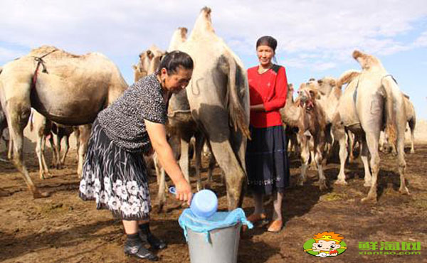 駝乳粉什么人不能用，哪里可以買駝乳粉