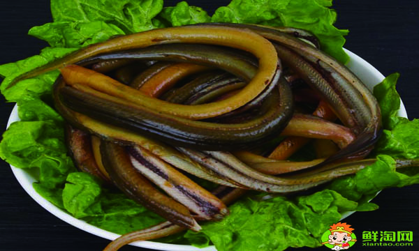 黃鱔吃雞蛋嗎，鱔魚吃什么長得快