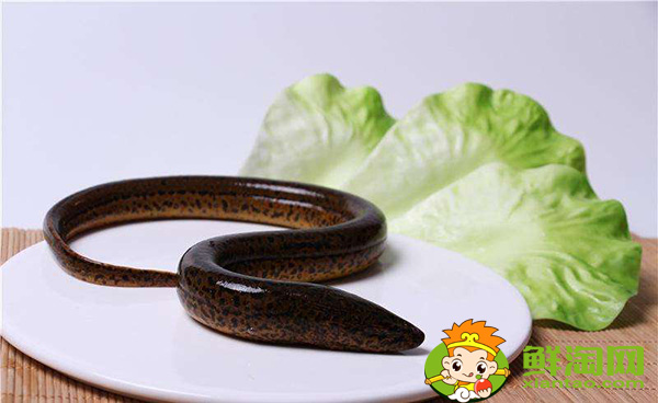 家養(yǎng)黃鱔吃什么食物，野生黃鱔和家養(yǎng)的有什么區(qū)別
