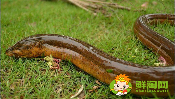 野生黃鱔魚吃什么食物長的快，一般野生的黃鱔可以長到多大