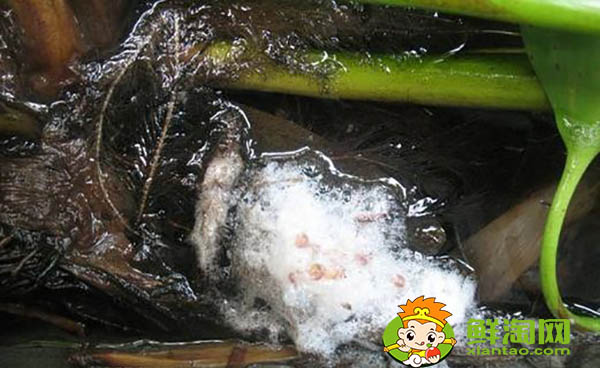 黃鱔吃什么飼料，黃鱔魚喜歡吃什么餌料