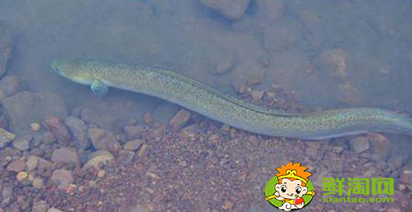 好長的跟黃鱔一樣的魚叫什么，黃鱔魚該怎么養(yǎng)吃什么