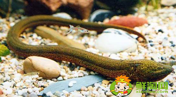 好長的跟黃鱔一樣的魚叫什么，黃鱔魚該怎么養(yǎng)吃什么