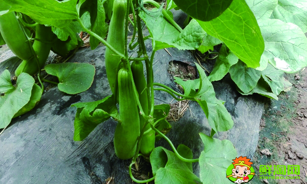 怎么判斷羊角蜜甜瓜熟了沒(méi),羊角蜜成熟特征