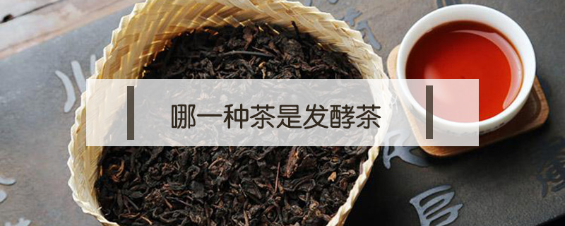 哪一種茶是發酵茶