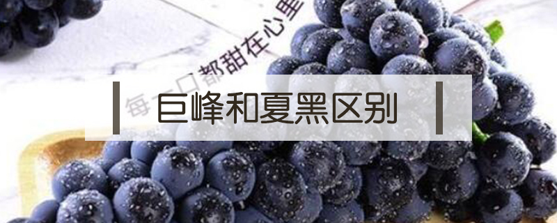 巨峰和夏黑區(qū)別