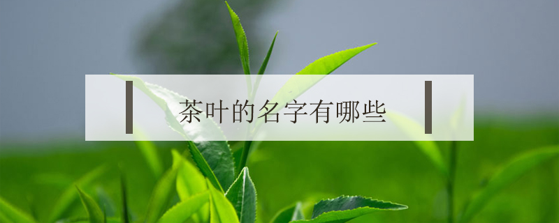 茶葉的名字有哪些