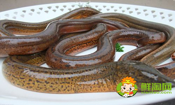 孟加拉黃鱔好吃嗎，孟加拉黃鱔和中國黃鱔的區(qū)別