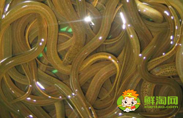 孟加拉黃鱔好吃嗎，孟加拉黃鱔和中國黃鱔的區(qū)別