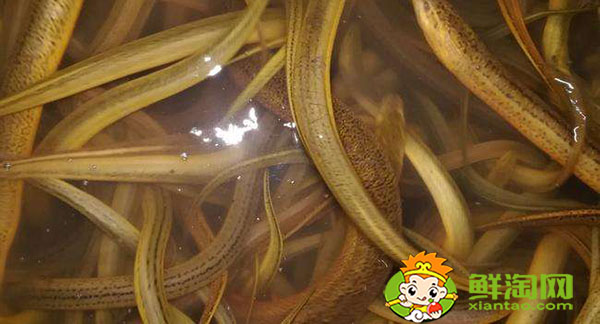 哪些地方野生黃鱔最多，山黃鱔的功效與作用