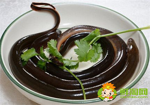 一天釣黃鱔最佳時間，山鱔魚與鱔魚有什么不同