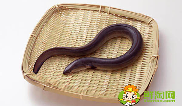 緬甸黃鱔為什么便宜，緬甸黃鱔和大陸黃鱔區別