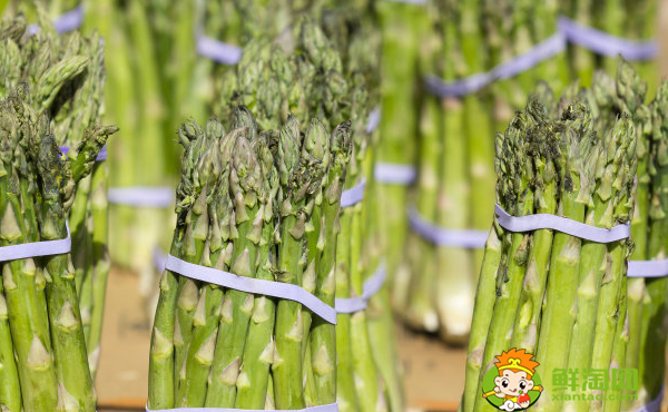 蘆筍是什么季節(jié)的蔬菜，蘆筍是蘆葦?shù)母堪l(fā)出的嫩芽