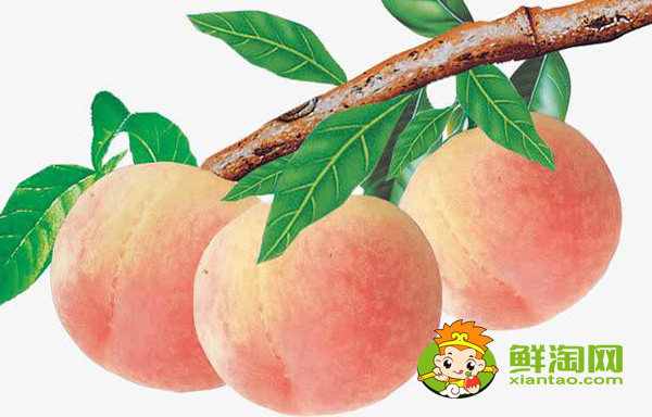 桃子產地主要在哪個省，桃子產地最多的地方是在哪里