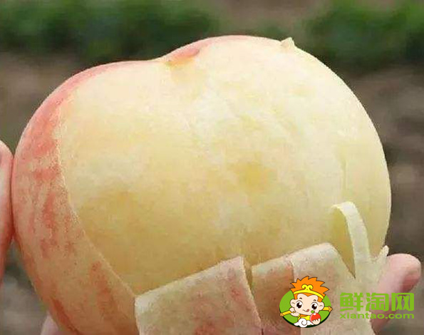 3斤大的桃子是什么品種，中國四大名桃產地