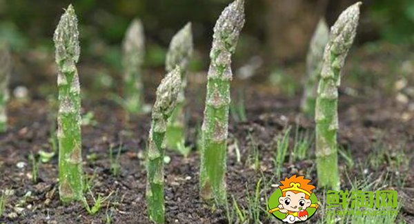 蘆筍種子什么時候種，蘆筍種子怎樣催芽
