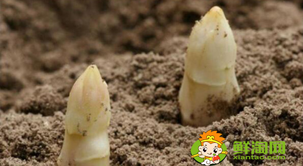 蘆筍種子什么時候種，蘆筍種子怎樣催芽