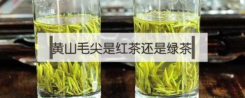 黃山毛尖是紅茶還是綠茶