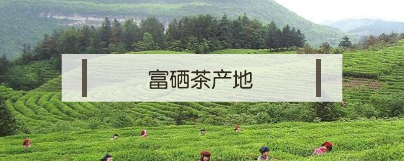 富硒茶產(chǎn)地