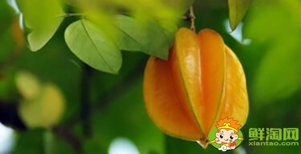 楊桃一天可以吃幾個(gè)，楊桃有什么營(yíng)養(yǎng)成分